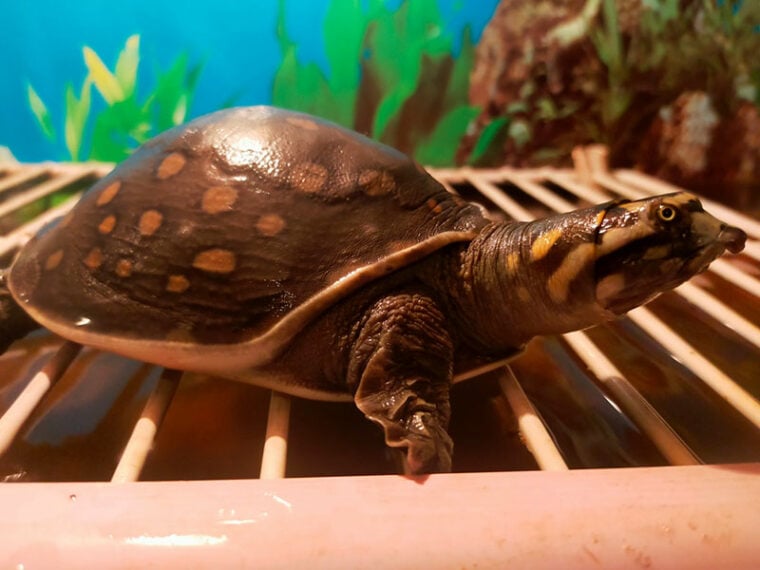 宠物海龟在水族馆光下烤