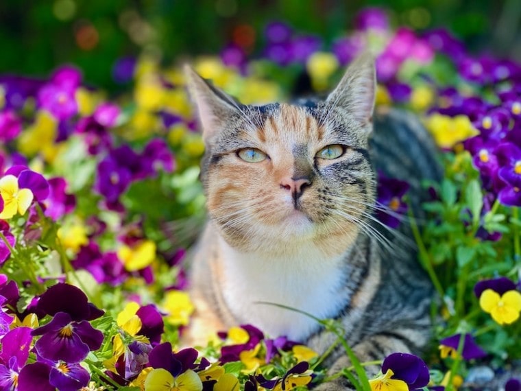 漂亮的条纹猫在三色堇花床上