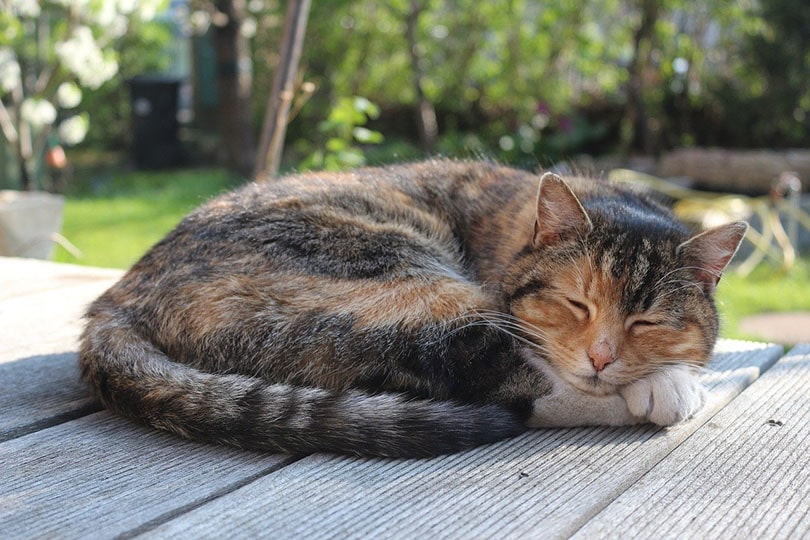 猫睡在院子里