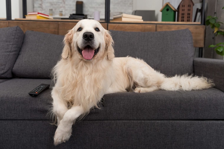 金毛猎犬的狗在沙发上
