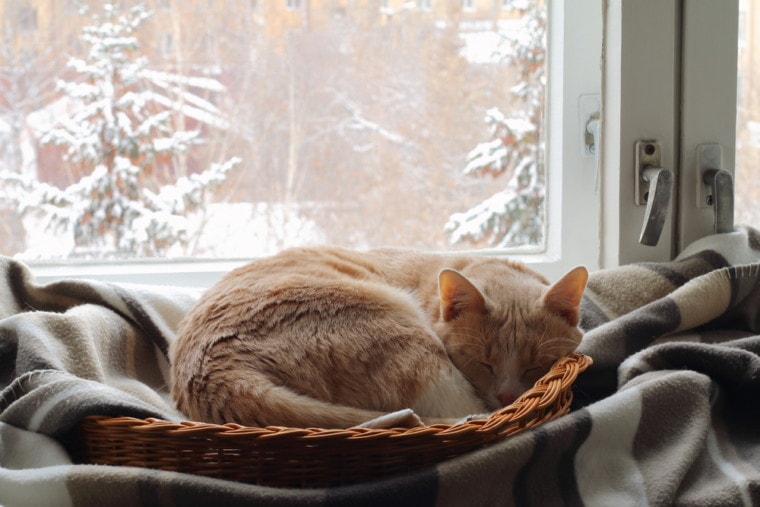 红猫睡在冬天窗户附近的篮子里