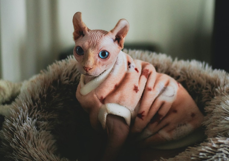 sphynx猫在毛衣猫坐在床上
