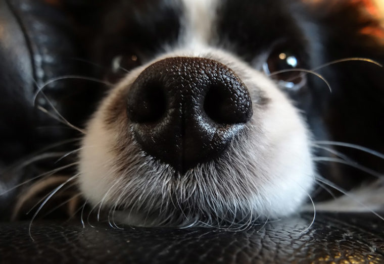 近距离的黑色和白色的狗的湿润的鼻子