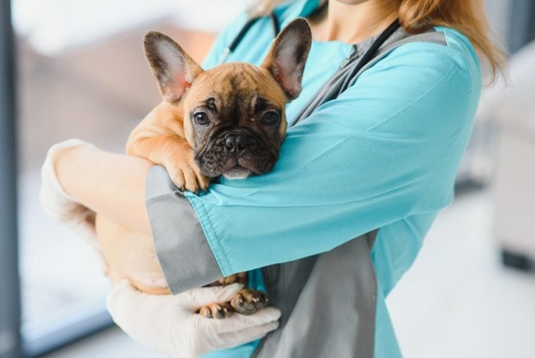 近距离法国斗牛犬的狗被兽医在兽医诊所的医生