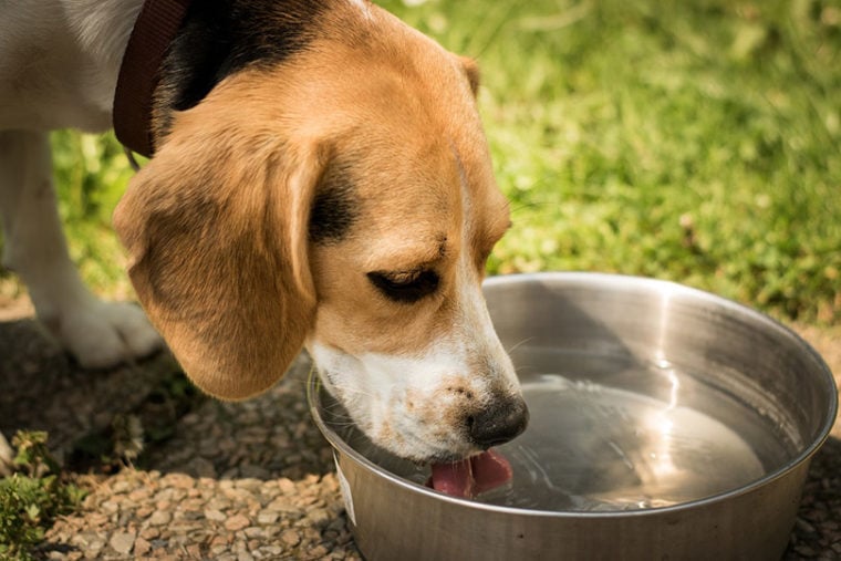 狗从金属碗里喝水