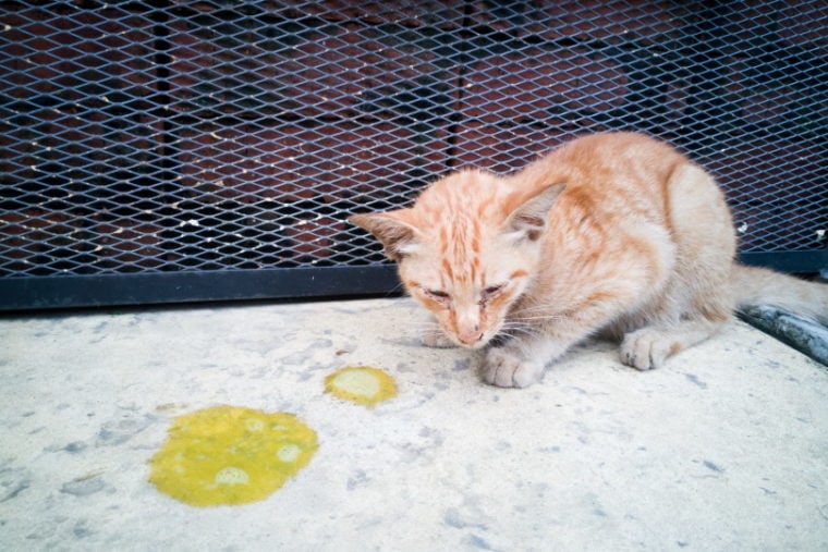 橙色的小猫差点吐在地板上