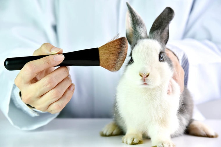 测试化妆品在一只兔子