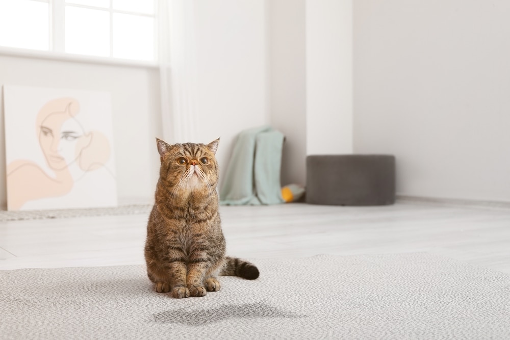 猫尿在地毯上