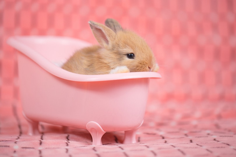 兔子浴池