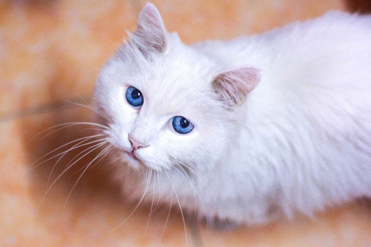 强调白色猫在地板上