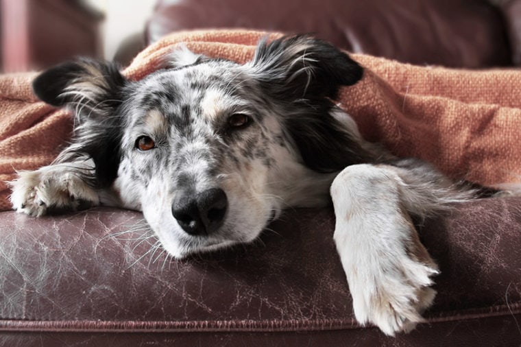 弄了一只博德牧羊犬,叫狗生病的毯子覆盖在沙发上