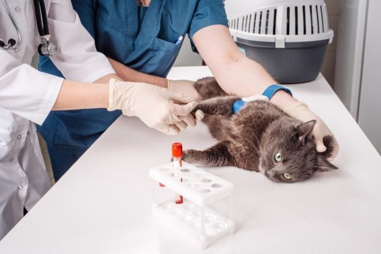 猫的血液测试