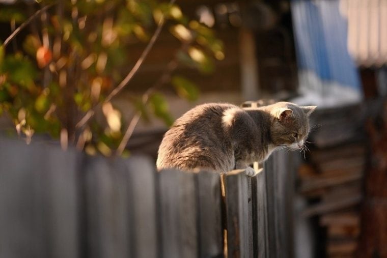 猫在栅栏