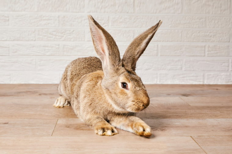 佛兰德的巨型兔子在木地板上