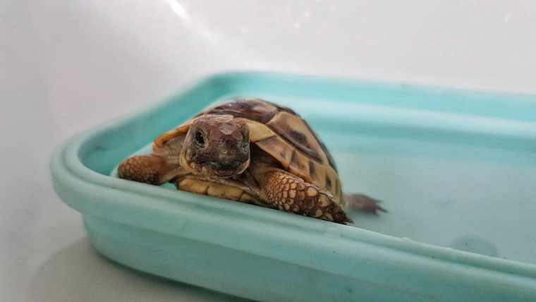 乌龟洗澡