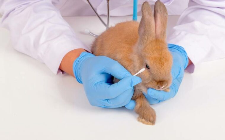 兽医清洗兔子眼