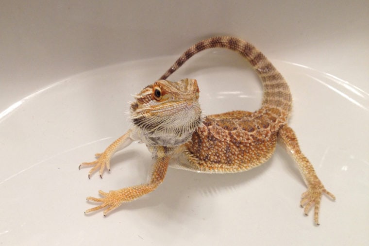 年轻的松狮蜥在洗澡