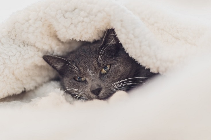 毛茸茸的猫在毯子