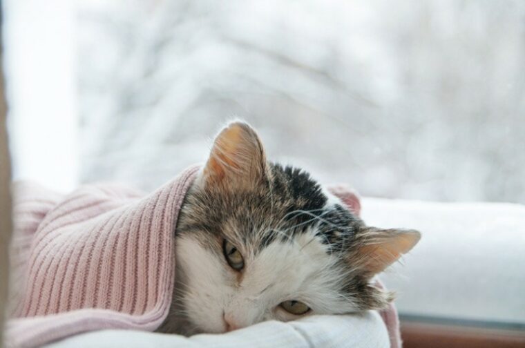 生病的猫覆盖着毛毯躺在冬天窗户