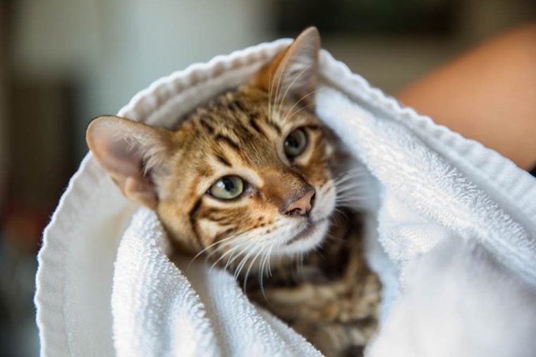 toyger小猫裹着一条毛巾
