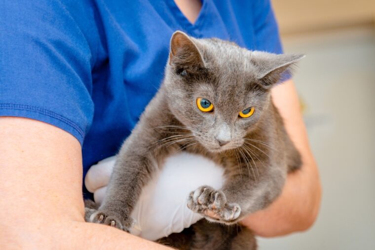 兽医是可爱的猫缅甸猫