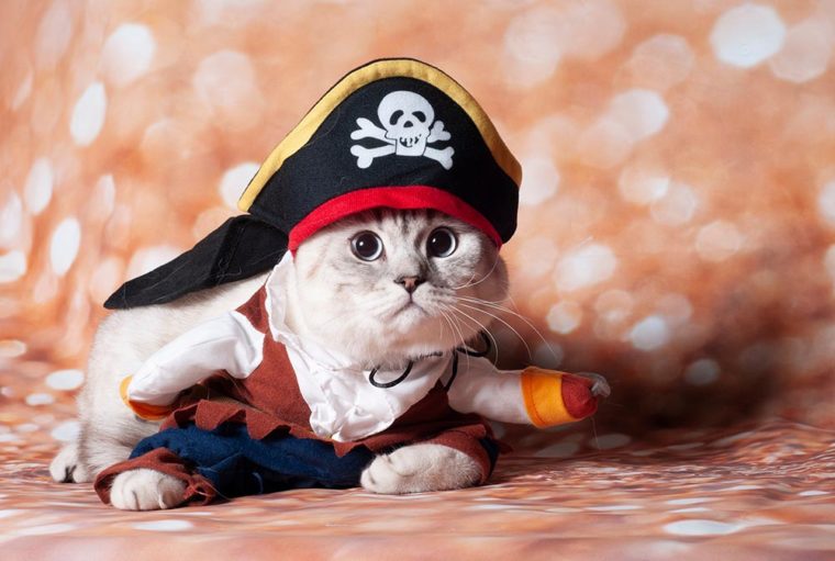 猫穿cariban海盗服装