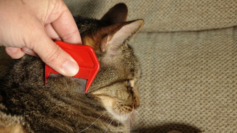使用跳蚤梳子梳理猫