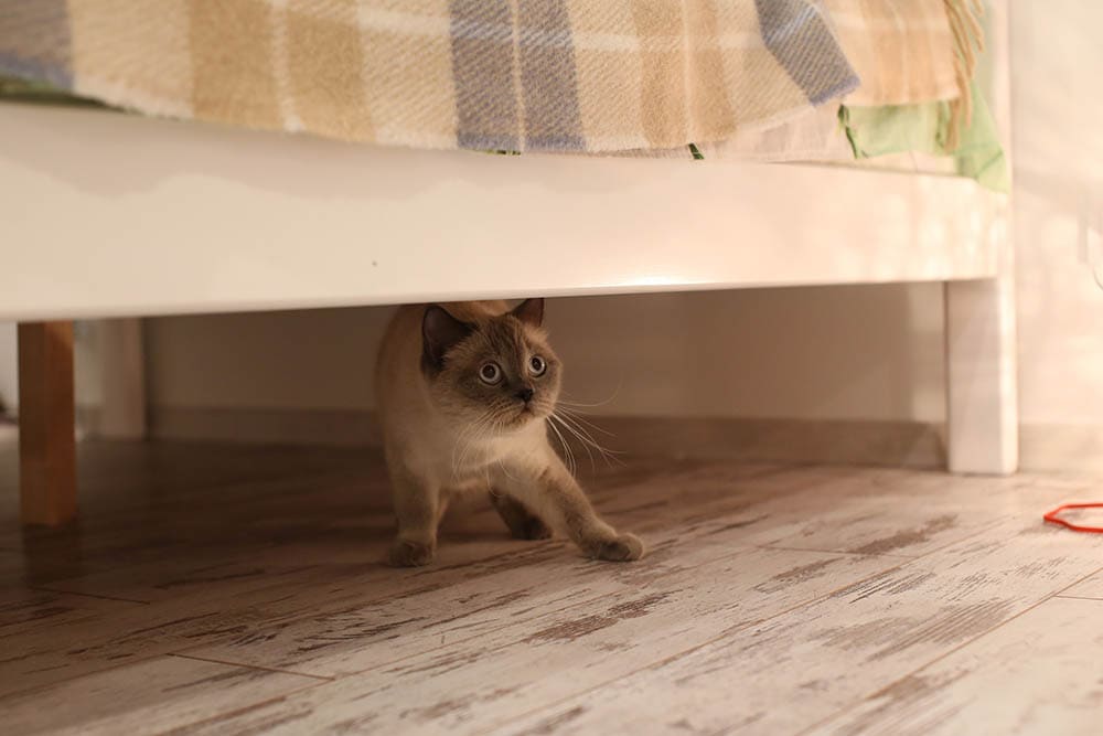 害怕英国蓝点猫躲在床下