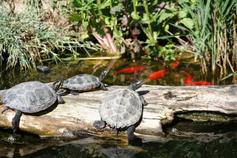 海龟在日志在池塘里
