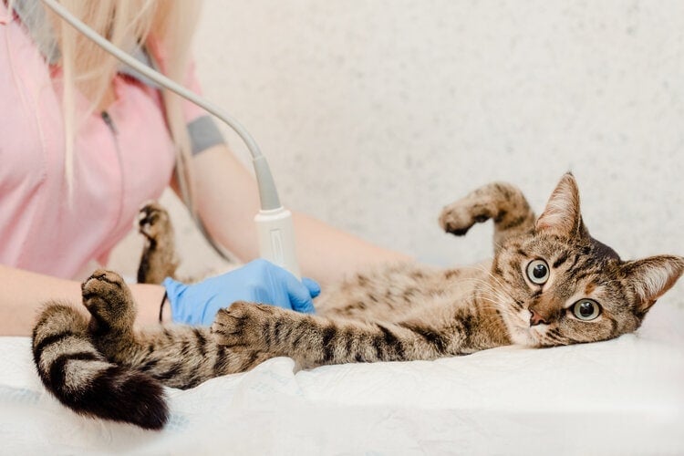 猫有超声波在兽医