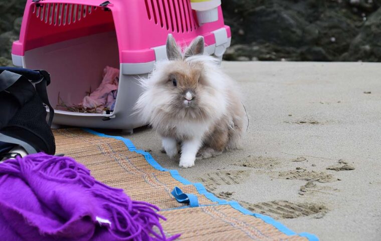可爱的兔子在海滩上玩。兔子在度假