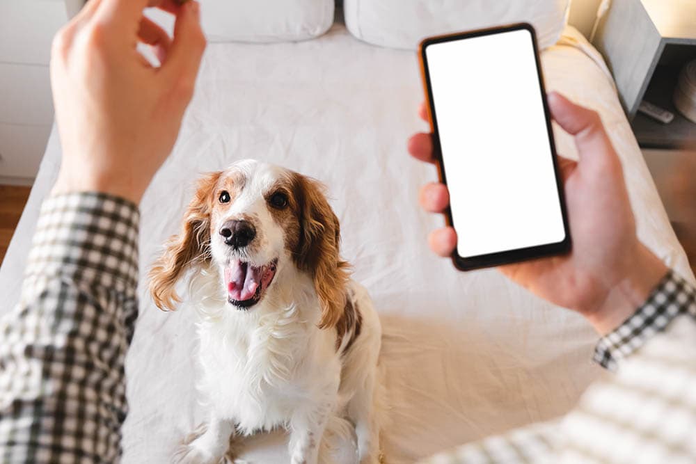 训练一个活跃的狗在家里一个智能手机的应用程序