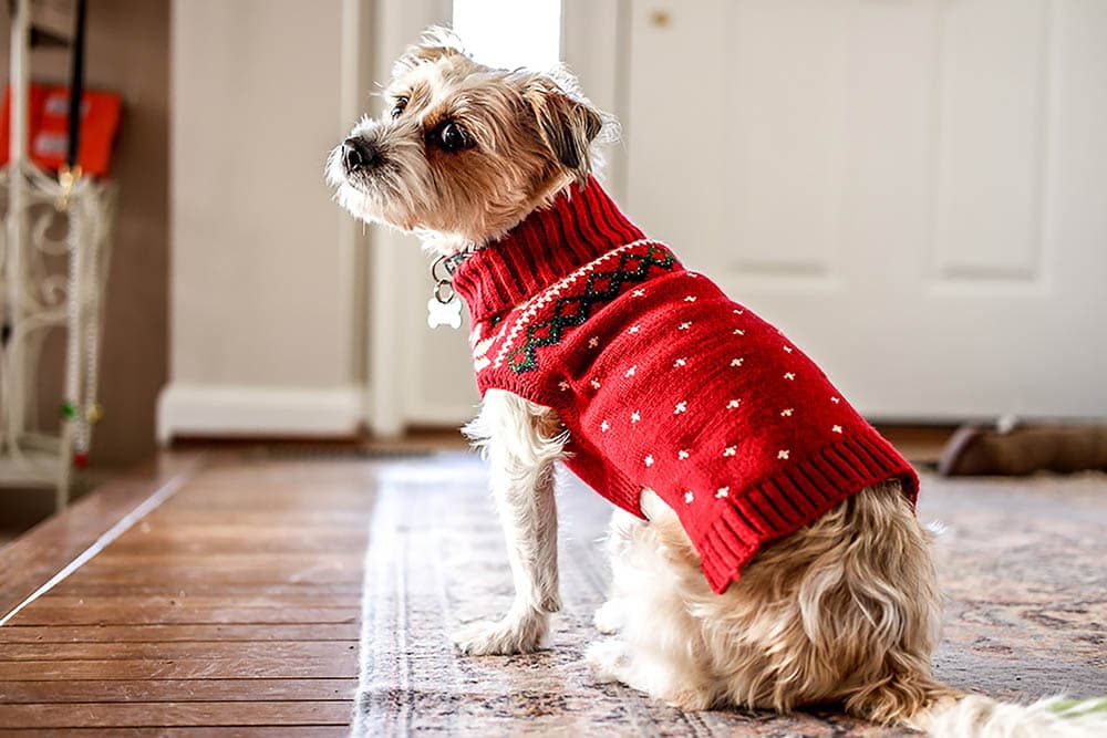 穿着红色圣诞毛衣的狗