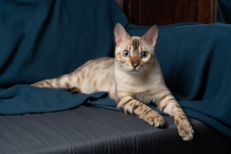 雪孟加拉猫在沙发上