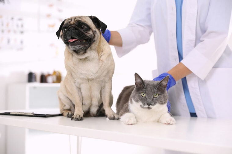 兽医在诊所检查哈巴狗和猫