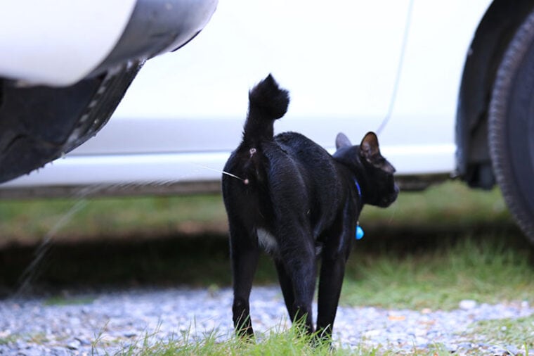 黑猫喷洒在花园