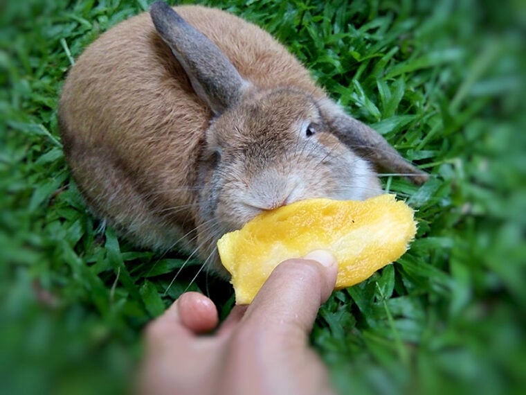 荷兰删削兔子繁殖。一个棕色的兔子是在花园吃芒果的家