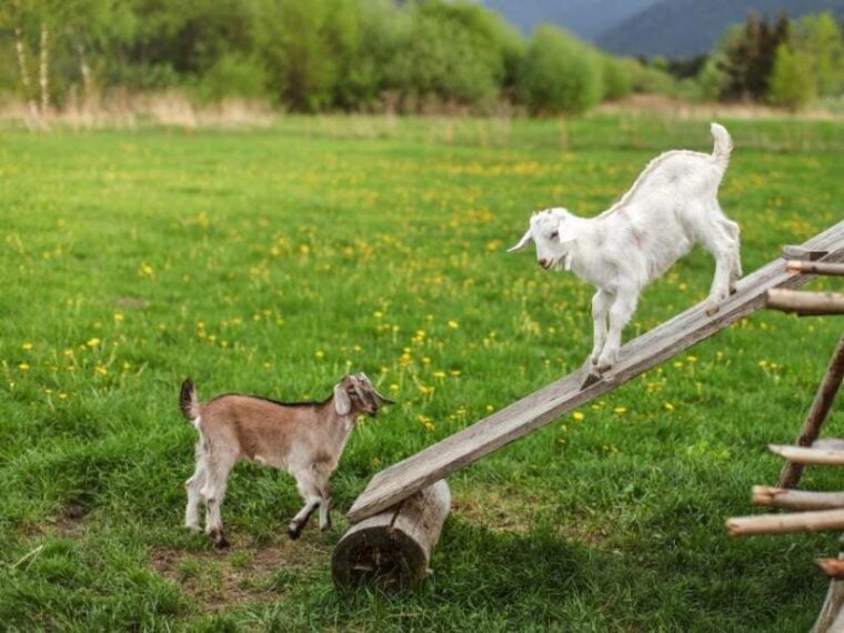 两个年轻的山羊孩子在木板,草地与蒲公英的背景