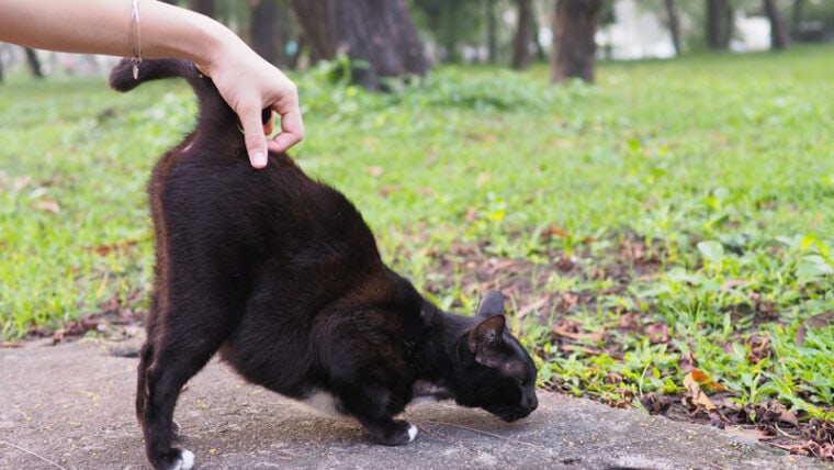 黑猫享受当老板抓尾巴的基础。猫的尾巴直点。