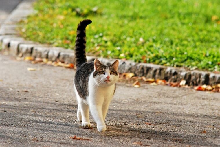 猫长尾巴在街上行走