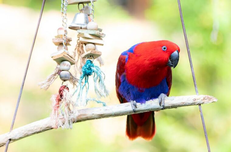 红色和蓝色的长尾小鹦鹉与挂在树枝上的玩具