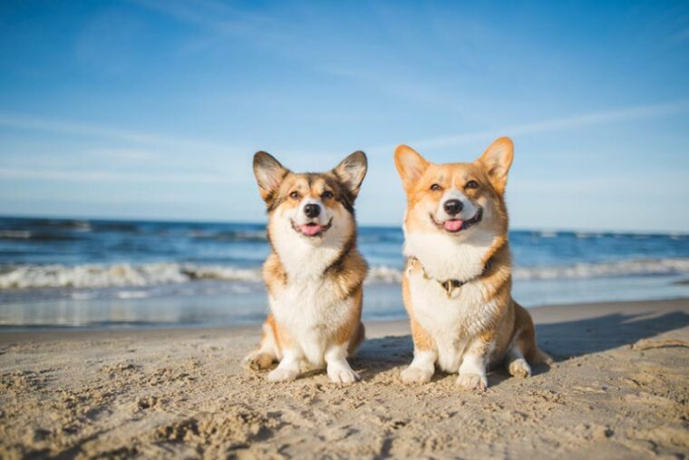 两个幸福的人儿,威尔士科基犬彭布罗克狗在沙滩上万博matext手机官网