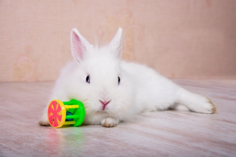 兔子有一个玩具