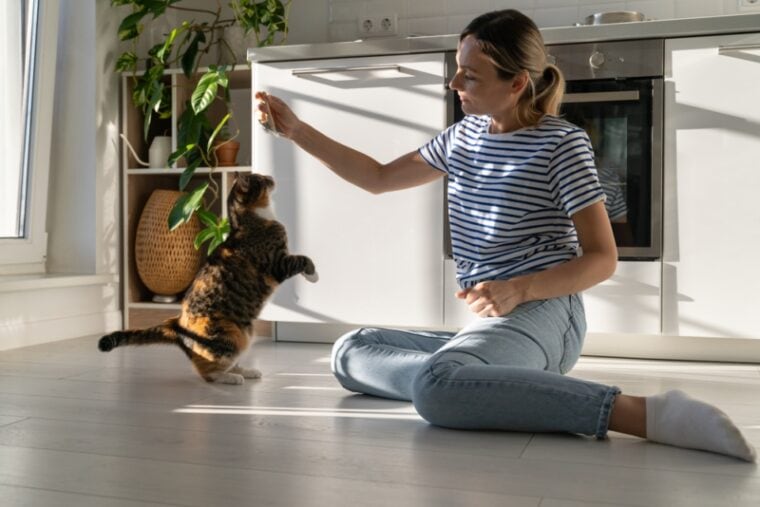 女人训练一只猫