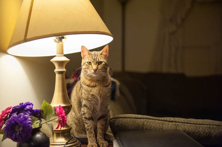 猫坐在桌子旁边一个台灯
