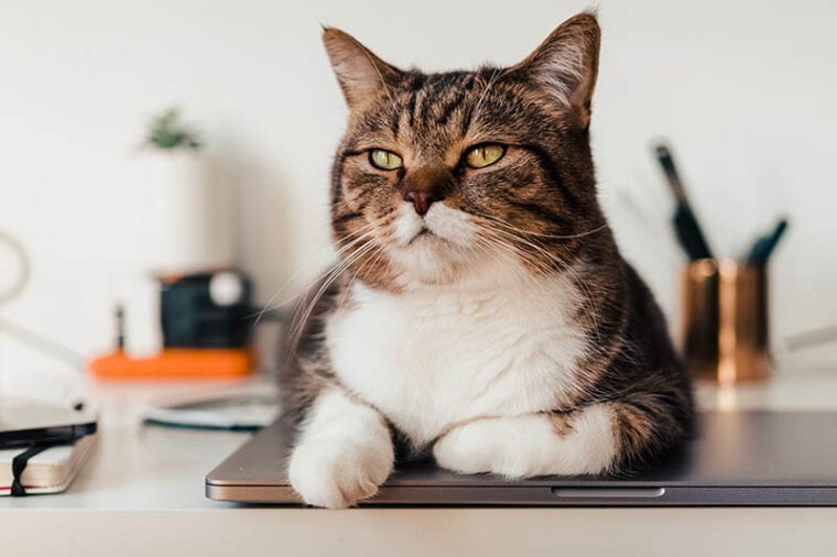 猫坐在一个银色的笔记本电脑