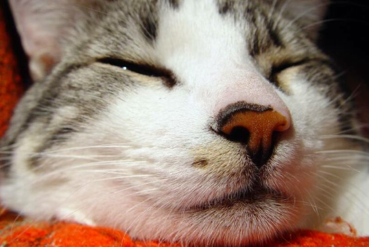 特写图像的猫睡觉干鼻子