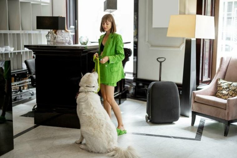 时尚商业女人等待她的狗在豪华酒店的接待