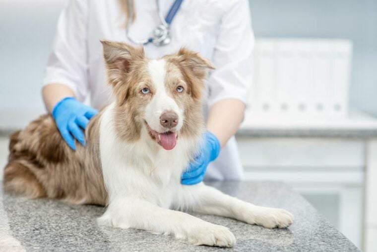 兽医检查了一个澳大利亚牧羊犬的诊所