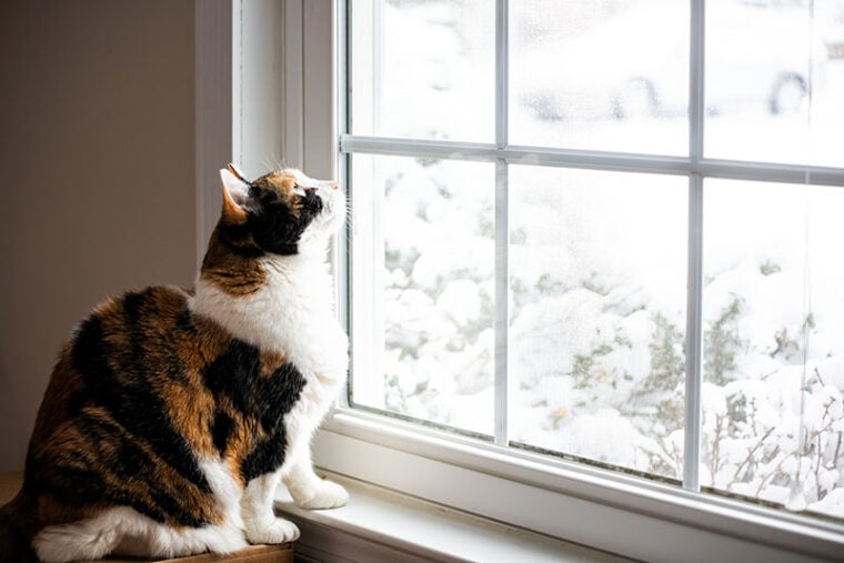 窗上卡力科猫望雪